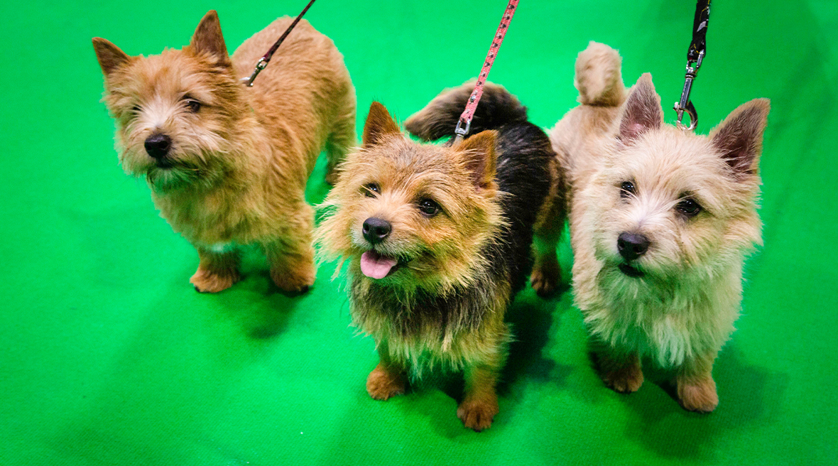 Norwich Terriers Norbert, Nora en Matilda poseren op het groene tapijt van Crufts